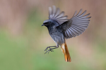 Zwarte Roodstaart; Black Redstart; Phoenicurus ochruros gibralta