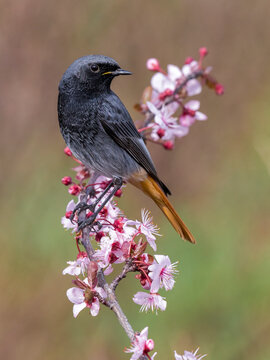 Zwarte Roodstaart; Black Redstart; Phoenicurus ochruros gibraltariensis
