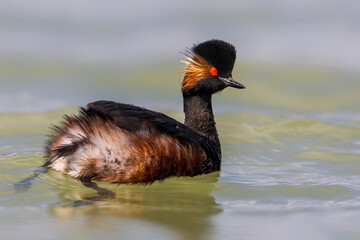 Geoorde Fuut, Black-necked Grebe, Podiceps nigricollis