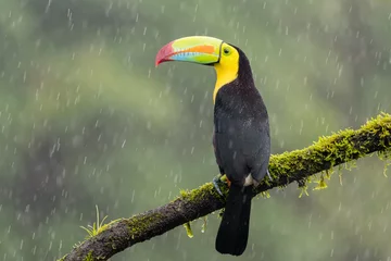 Abwaschbare Fototapete Tukan A keel-billed toucan (Ramphastos sulfuratus) perches on a tree branch in the rain in Laguna del Lagarto, Costa Rica