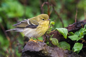 Zwartkopzanger; Blackpoll Warbler; Dendroica striata