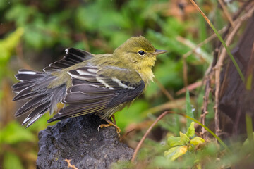 Zwartkopzanger; Blackpoll Warbler; Dendroica striata