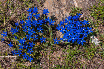 gentiana,grauson,cogne,val of aosta,italy