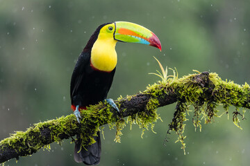 A keel-billed toucan (Ramphastos sulfuratus) perches on a tree branch in the rain in Laguna del Lagarto, Costa Rica - obrazy, fototapety, plakaty