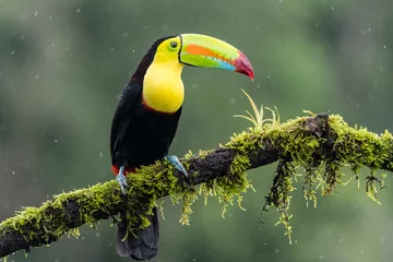 Fotobehang A keel-billed toucan (Ramphastos sulfuratus) perches on a tree branch in the rain in Laguna del Lagarto, Costa Rica © adammajor