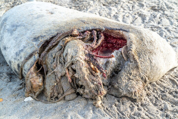 Dead seal carcass washed up at Narin Beach in Portnoo - County Donegal, Ireland