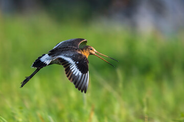 Grutto; Black-tailed Godwit; Limosa limosa