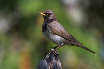 Obraz premium Zwartkeellijster; Black-throated Thrush; Turdus atrogularis