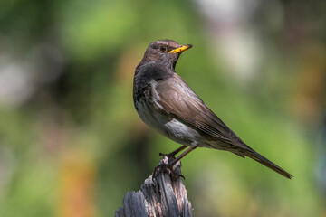 Zwartkeellijster; Black-throated Thrush; Turdus atrogularis