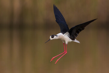 Steltkluut; Black-winged Stilt; Himantopus himantopus