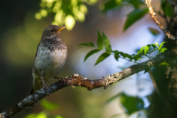 Zwartkeellijster; Black-throated Thrush; Turdus atrogularis