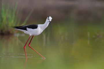 Obraz premium Steltkluut, Black-winged Stilt, Himantopus himantopus