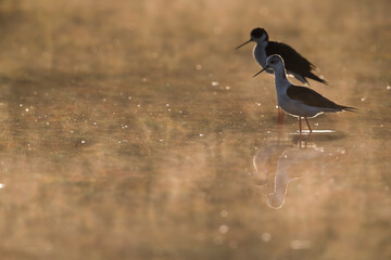Steltkluut; Black-winged Stilt; Himantopus himantopus