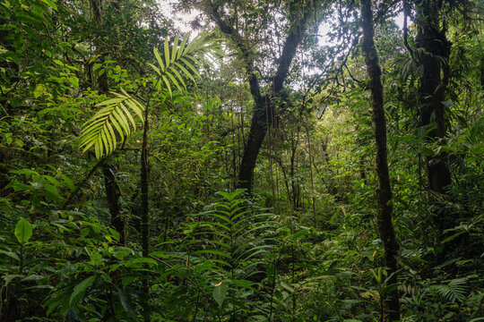 Monteverde Cloud Forest Reserve, Costa Rica