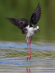 Steltkluut, Black-winged Stilt, Himantopus himantopus