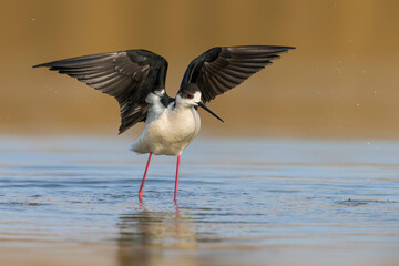 Steltkluut, Black-winged Stilt, Himantopus himantopus