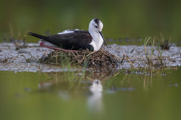 Steltkluut, Black-winged Stilt, Himantopus himantopus