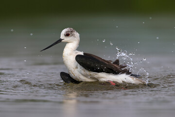 Steltkluut, Black-winged Stilt, Himantopus himantopus