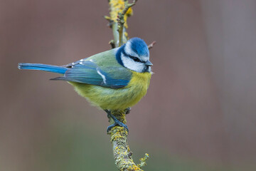 Pimpelmees; Blue Tit; Cyanistes caeruleus