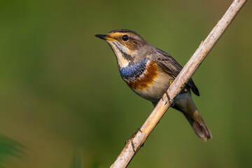 Blauwborst, White-spotted Bluethroat, Luscinia svecica