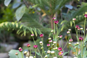 Blooming buds of chrysanthemum flowers in the home garden