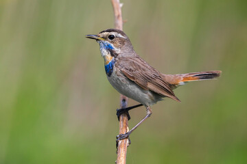 Red-spotted Bluethroat, Roodgesterde Blauwborst, Luscinia svecica