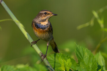 Blauwborst, White-spotted Bluethroat, Luscinia svecica