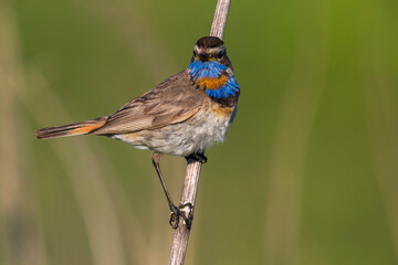 Red-spotted Bluethroat, Roodgesterde Blauwborst, Luscinia svecica