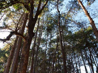 Obraz premium trees in the forest view from bottom.