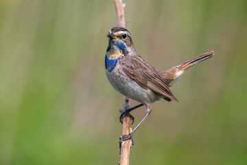 Red-spotted Bluethroat, Roodgesterde Blauwborst, Luscinia svecica