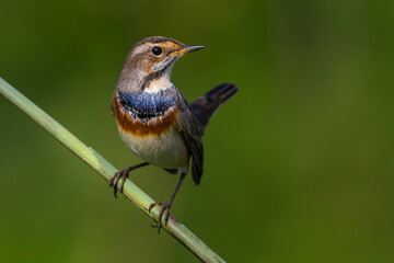 Blauwborst, White-spotted Bluethroat, Luscinia svecica