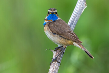 Red-spotted Bluethroat, Roodgesterde Blauwborst, Luscinia svecica