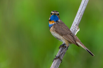 Red-spotted Bluethroat, Roodgesterde Blauwborst, Luscinia svecica