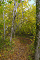 walk in the autumn woods. Forest path with puddle reflecting yellow leaves. vertical image. Outdoors activity