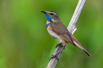Red-spotted Bluethroat, Roodgesterde Blauwborst, Luscinia svecica