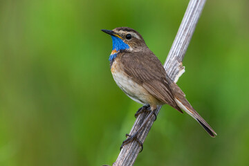 Red-spotted Bluethroat, Roodgesterde Blauwborst, Luscinia svecica