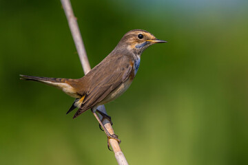 Blauwborst, White-spotted Bluethroat, Luscinia svecica