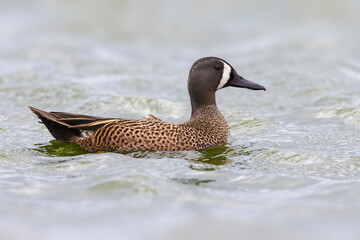 Blauwvleugeltaling; Blue-winged Teal; Anas discors