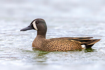 Blauwvleugeltaling; Blue-winged Teal; Anas discors