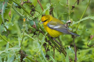 Blauwvleugelzanger; Blue-winged Warbler; Vermivora cyanoptera