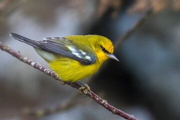 Blauwvleugelzanger; Blue-winged Warbler; Vermivora cyanoptera