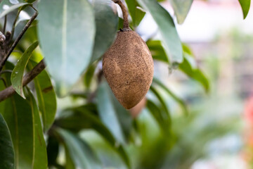Close up look of Thai Sapodilla fruit in the garden on tree