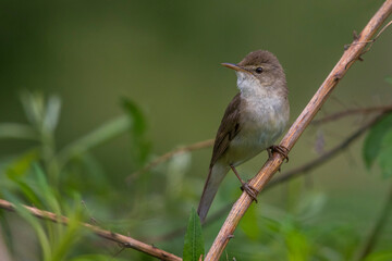 Blyth's Reed Warbler, Struikreedzanger, Acrocephalus dumetorum