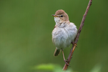 Kleine Spotvogel, Booted Warbler, Acrocephalus caligata