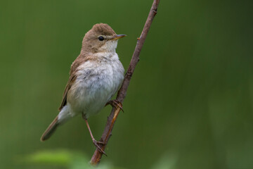 Kleine Spotvogel, Booted Warbler, Acrocephalus caligata