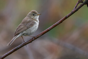 Kleine Spotvogel, Booted Warbler, Acrocephalus caligata