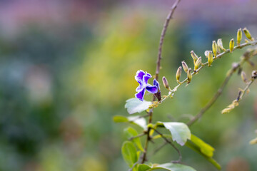 Close up shot of pigeon berry flower buds with bloomed flower inside the botanical garden