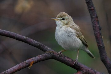 Kleine Spotvogel, Booted Warbler, Acrocephalus caligata
