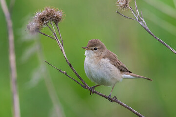 Kleine Spotvogel, Booted Warbler, Acrocephalus caligata