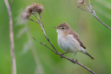 Kleine Spotvogel, Booted Warbler, Acrocephalus caligata
